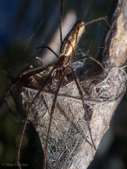 Tetragnatha extensa