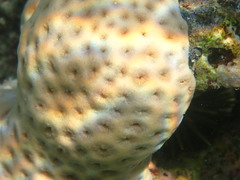 Palythoa tuberculosa