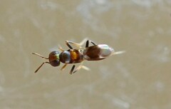 Encyrtidae