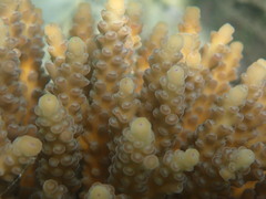 Acropora