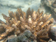 Acropora