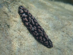 Phyllidiella