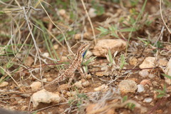 Sitana ponticeriana