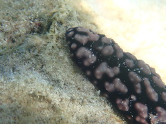 Phyllidiella