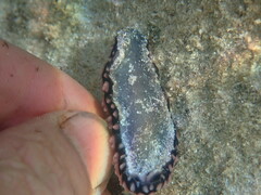 Phyllidiella