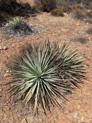 Hesperoyucca