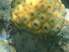 Palythoa tuberculosa