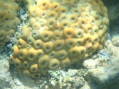 Palythoa tuberculosa