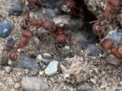 Pogonomyrmex salinus