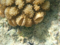 Pocillopora