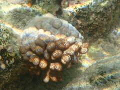 Cladiella