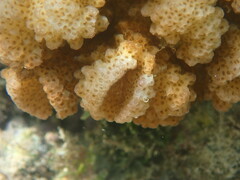 Pocillopora