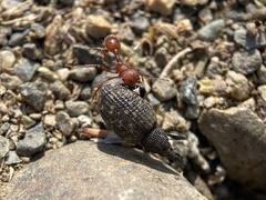 Pogonomyrmex salinus