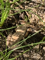 Pseudacris hypochondriaca