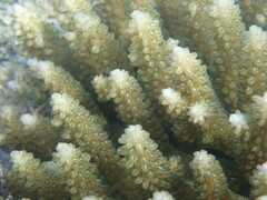 Acropora
