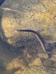 Thamnophis hammondii