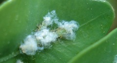 Psylla buxi