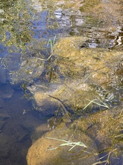 Thamnophis hammondii