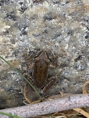 Pseudacris hypochondriaca