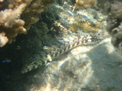 Parapercis millepunctata