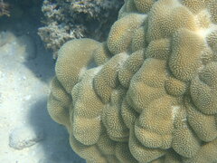 Porites