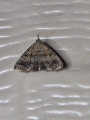 Phalaenostola larentioides