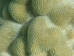 Porites