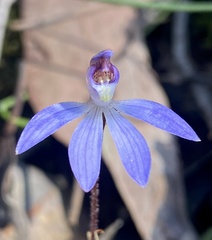 Cyanicula caerulea