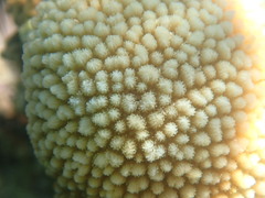 Hydnophora microconos