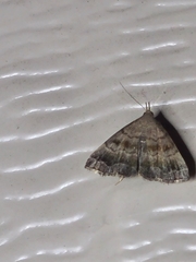 Phalaenostola larentioides