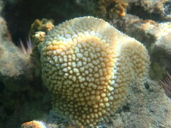 Hydnophora microconos