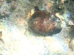 Monetaria caputserpentis