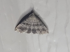 Phalaenostola larentioides