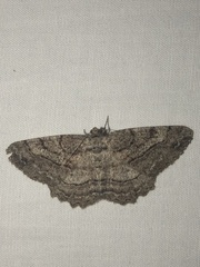 Neoalcis californiaria