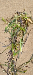 Zosteraceae