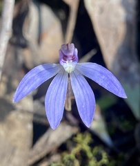 Cyanicula caerulea