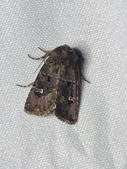 Lacinipolia renigera