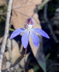 Cyanicula caerulea