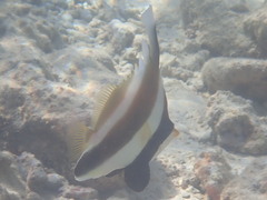 Heniochus chrysostomus