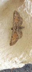 Eupithecia icterata