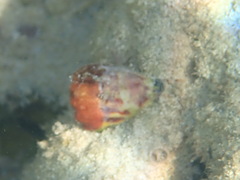 Conus sponsalis