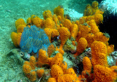 Botrylloides magnicoecus