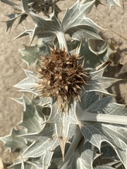 Eryngium maritimum