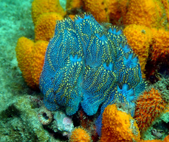 Botrylloides magnicoecus