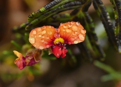 Dillwynia sericea