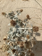 Eryngium maritimum