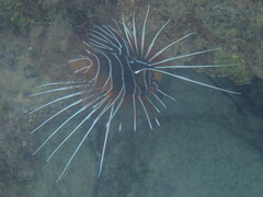Pterois radiata