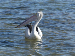 Pelecanus conspicillatus
