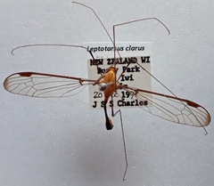 Aurotipula clara