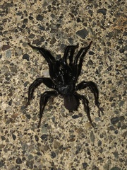 Antrodiaetus pacificus